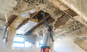 Professional Mold Inspection in Dane, WI